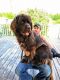Newfoundland Dog Puppies for sale in Phillips, WI 54555, USA. price: $1,000