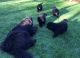 Newfoundland Dog Puppies for sale in Riverside, CA, USA. price: $2,500