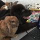 Newfoundland Dog Puppies for sale in Fort Madison, IA 52627, USA. price: $99