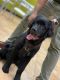 Newfoundland Dog Puppies for sale in New Haven, CT, USA. price: NA
