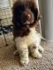 Newfoundland Dog Puppies for sale in Tampa, FL, USA. price: $2,000