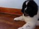 Newfoundland Dog Puppies for sale in Sioux Falls, SD, USA. price: NA