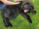 Newfoundland Dog Puppies for sale in SAND DUNES MO, CO 81101, USA. price: $2,300