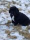 Newfoundland Dog Puppies for sale in Hanover Park, IL, USA. price: $1,500