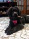 Newfoundland Dog Puppies for sale in Cicero, NY, USA. price: NA
