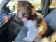Newfoundland Dog Puppies for sale in Oro Valley, AZ, USA. price: $700