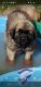 Newfoundland Dog Puppies for sale in Algoma, WI 54201, USA. price: $1,000