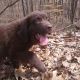 Newfoundland Dog Puppies for sale in Vine Grove, KY, USA. price: $2,500