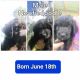 Newfoundland Dog Puppies for sale in Metropolis, IL, USA. price: NA