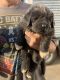 Newfoundland Dog Puppies for sale in Etoile, TX 75944, USA. price: NA