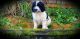 Newfoundland Dog Puppies for sale in Seattle, WA, USA. price: NA