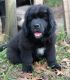 Newfoundland Dog Puppies for sale in 5300 Low Country Hwy, Yemassee, SC 29945, USA. price: NA
