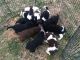 Newfoundland Dog Puppies for sale in La Grande, OR 97850, USA. price: $2,300
