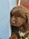 Newfoundland Dog Puppies for sale in Fort Lauderdale, FL, USA. price: $2,000
