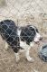 Newfoundland Dog Puppies for sale in Cullman, AL, USA. price: NA