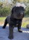Newfoundland Dog Puppies for sale in Spring Branch, TX 78070, USA. price: $1,500