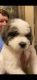 Newfoundland Dog Puppies for sale in Jonesboro, AR, USA. price: NA