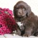Newfoundland Dog Puppies for sale in Los Angeles, CA, USA. price: NA