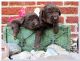 Newfoundland Dog Puppies for sale in Bristol, TN 37620, USA. price: NA