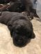 Newfoundland Dog Puppies for sale in Sioux City, IA 51103, USA. price: NA
