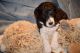 Newfypoo Puppies for sale in Midland, NC, USA. price: NA