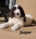 Newfypoo Puppies for sale in Bushnell, FL 33513, USA. price: $2,200