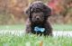Newfypoo Puppies for sale in Gresham Park, GA, USA. price: $70,000