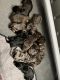 Newfypoo Puppies for sale in Coldwater, MI 49036, USA. price: $1,000