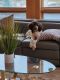 Newfypoo Puppies for sale in Millstone, NJ, USA. price: $700
