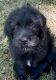 Newfypoo Puppies for sale in Burlington, WI 53105, USA. price: NA