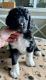 Newfypoo Puppies for sale in Roanoke, VA, USA. price: $1,000