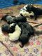 Newfypoo Puppies for sale in Goodrich, MI 48438, USA. price: $650