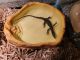 Nile monitor Reptiles for sale in Freedom, PA 15042, USA. price: NA