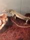 Nile monitor Reptiles for sale in Staunton, VA 24401, USA. price: NA