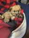 Norfolk Terrier Puppies for sale in Jackson, TN, USA. price: NA