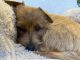 Norfolk Terrier Puppies