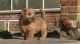 Norfolk Terrier Puppies