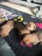 Norfolk Terrier Puppies for sale in State Hwy 161, Texas, USA. price: NA