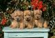 Norfolk Terrier Puppies for sale in California St, San Francisco, CA, USA. price: NA