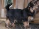 Norfolk Terrier Puppies for sale in Detroit, MI, USA. price: NA
