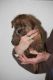 Norfolk Terrier Puppies for sale in Atlanta, GA, USA. price: NA