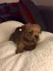 Norfolk Terrier Puppies for sale in W Leonard Rd, Leonard, MI 48367, USA. price: NA