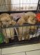 Norfolk Terrier Puppies for sale in Washington, DC, USA. price: NA