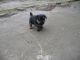 Norfolk Terrier Puppies for sale in El Segundo, CA 90245, USA. price: NA