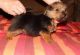 Norfolk Terrier Puppies for sale in TX-121, Blue Ridge, TX 75424, USA. price: NA