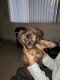 Norfolk Terrier Puppies for sale in Stockton, CA, USA. price: NA