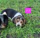 North Country Beagle Puppies