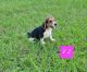 North Country Beagle Puppies
