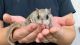 Northern flying squirrel Rodents for sale in Maplewood, MN 55117, USA. price: $900