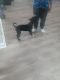 Northern Inuit Dog Puppies for sale in Chicago, IL 60621, USA. price: NA